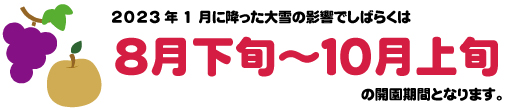 ぶどう狩り・梨狩りの開園期間は、2023年1月に降った大雪の影響で8月下旬～10月上旬となります。