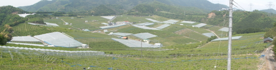 有田巨峰村全景