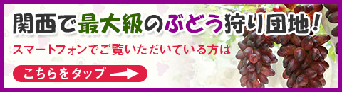 関西で最大級のぶどう狩り団地！ | 特設サイトはこちら